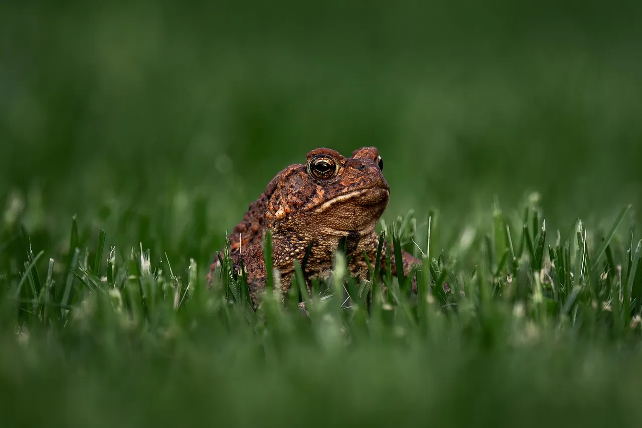 Going Chemical-Free to Protect Your Toad Residents (Image Credits: Pixabay)