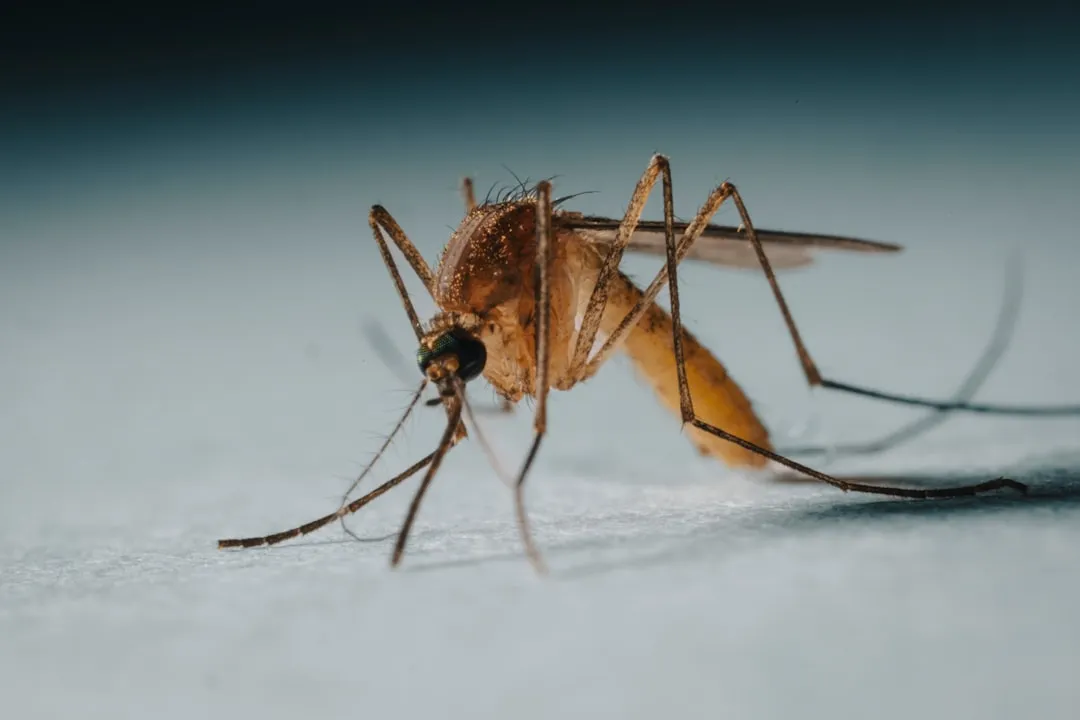 Preventing Mosquitoes and Keeping Water Clean (Image Credits: Unsplash)