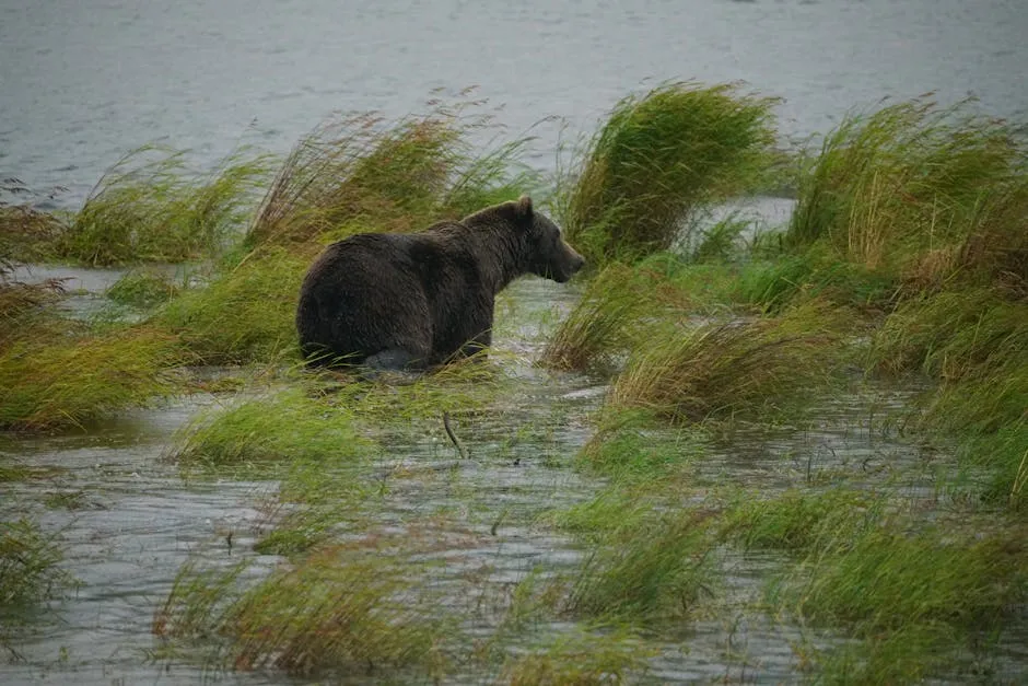 Myth #8: Bears Are Hunting You Because They're Aggressive Animals (Image Credits: Pexels)
