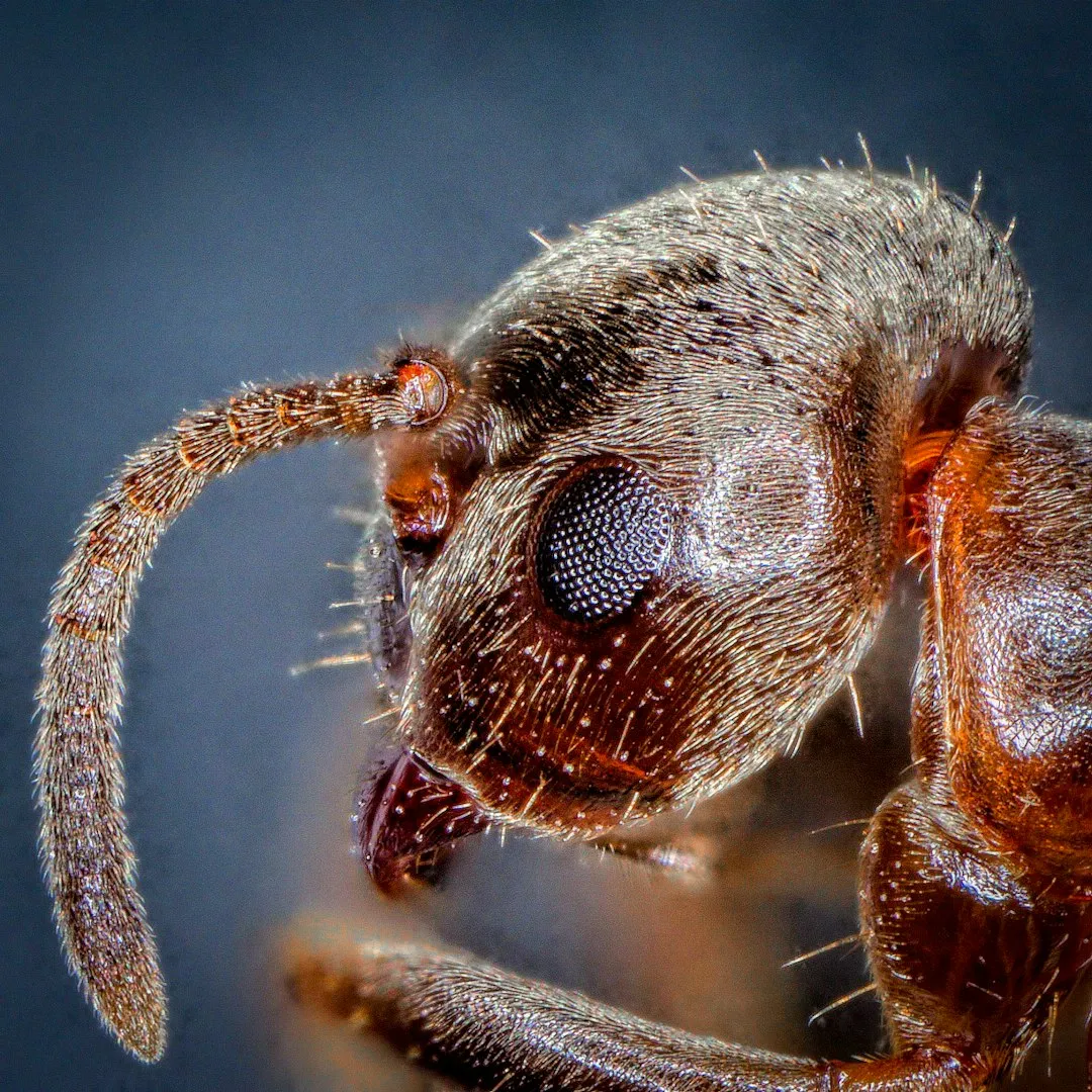 The Antennae: A Multi-Purpose Sensing Tool (Image Credits: Unsplash)