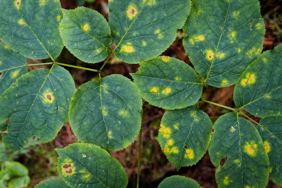 Toxic Plants Growing Right in the Garden (Image Credits: Unsplash)