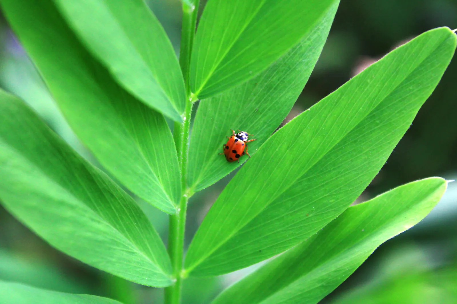 The Research on Spray Timing and Ladybug Losses (By Humoyun Mehridinov, CC BY-SA 4.0)