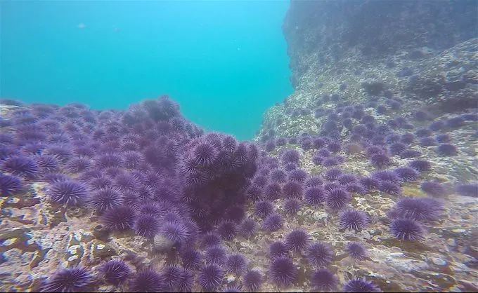 What Urchin Barrens Actually Look Like (California Sea Grant, Flickr, CC BY 2.0)