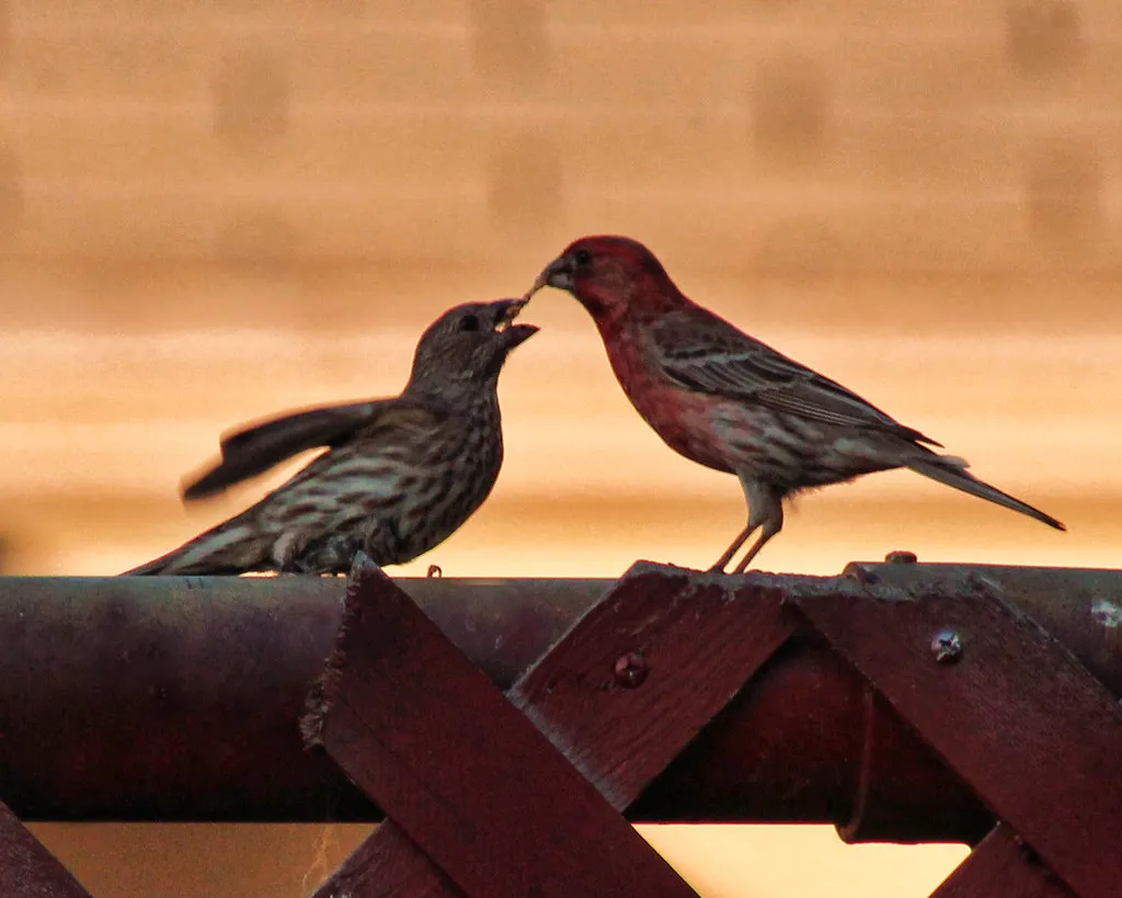 Give Wildlife a Place to Raise Their Young (kconkling, Flickr, CC BY 2.0)