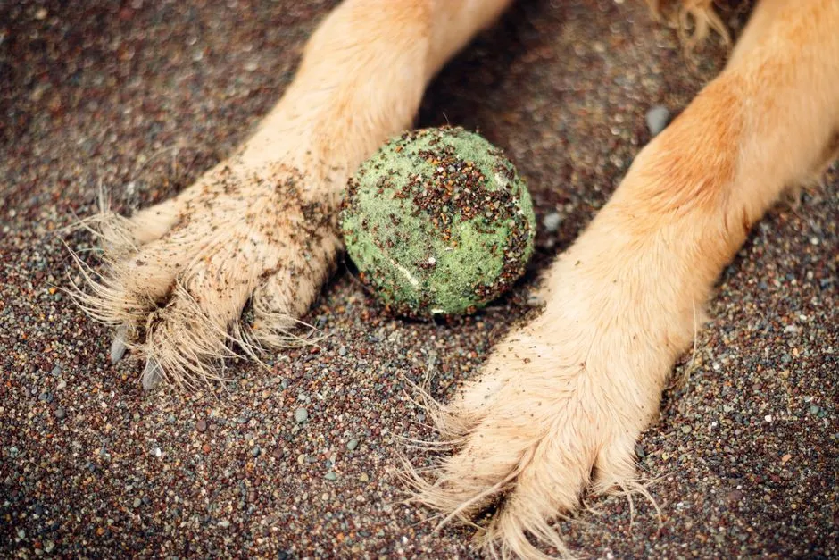 Rinse and Dry Paws Thoroughly Every Time (Image Credits: Pexels)