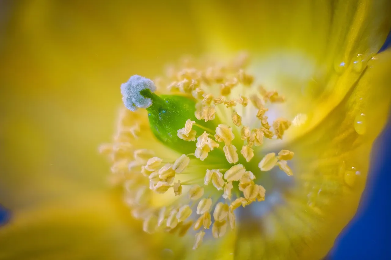 Pollen: A Surprisingly Complex Source of UV Glow (Image Credits: Pixabay)