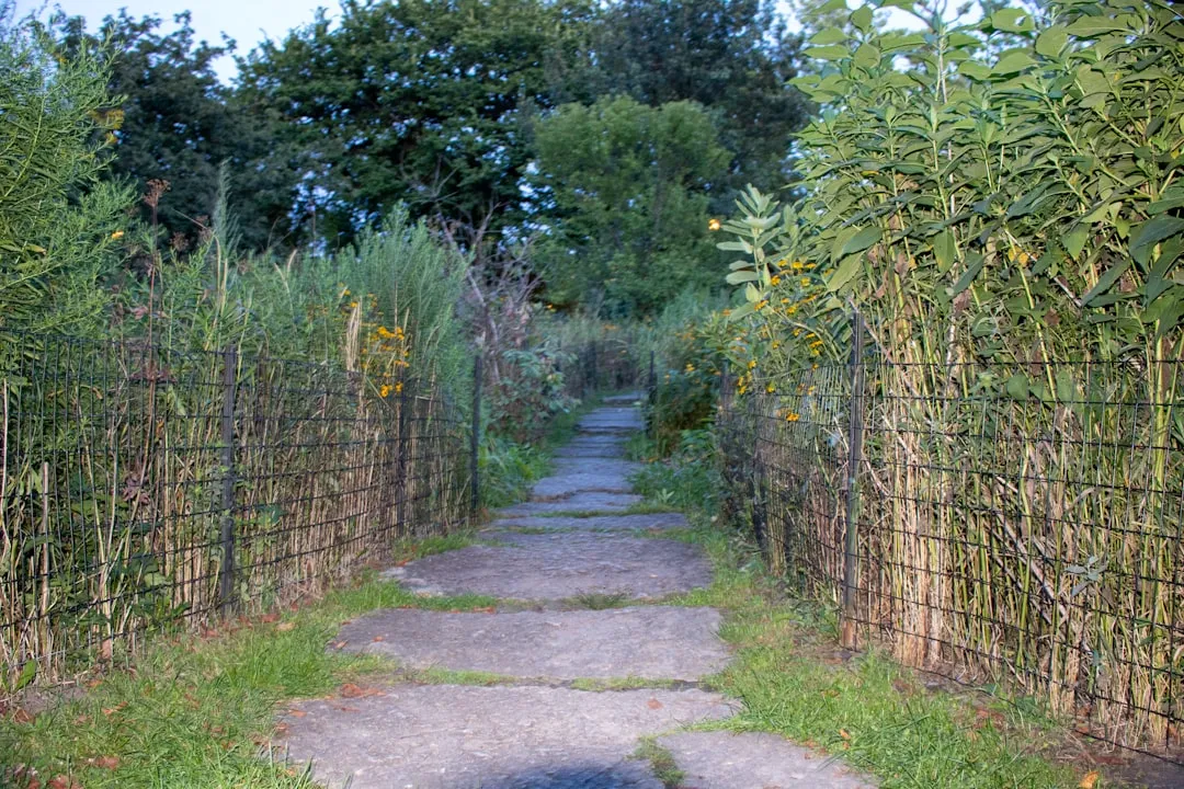 What Exactly Is a Living Willow Fence? (Image Credits: Unsplash)