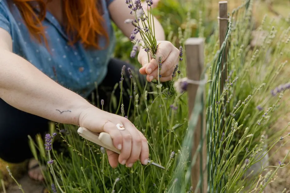 The Right Pruning Timing Changes Everything (Image Credits: Pexels)