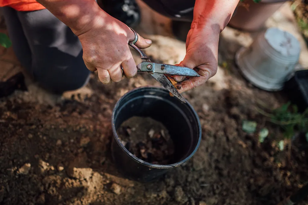 How Banana Peel Fertilizer Compares to Mineral Fertilizers (Ivan Radic, Flickr, CC BY 2.0)