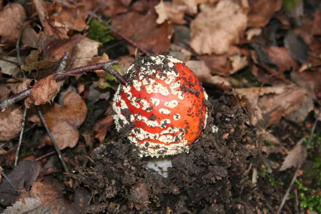 The Nose Knows: Why We Can Detect It at Extreme Concentrations (From geograph.org.uk, CC BY-SA 2.0)