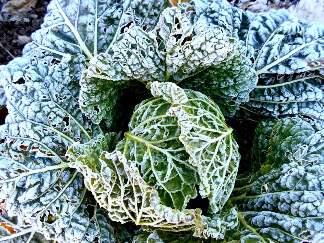 Spinach: Fast, Forgiving, and Surprisingly Tough (Image Credits: Unsplash)
