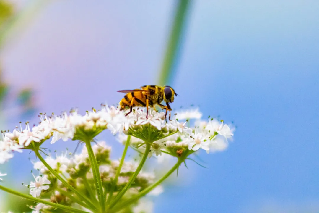 5. Hoverfly (Syrphid Fly) (Image Credits: Unsplash)