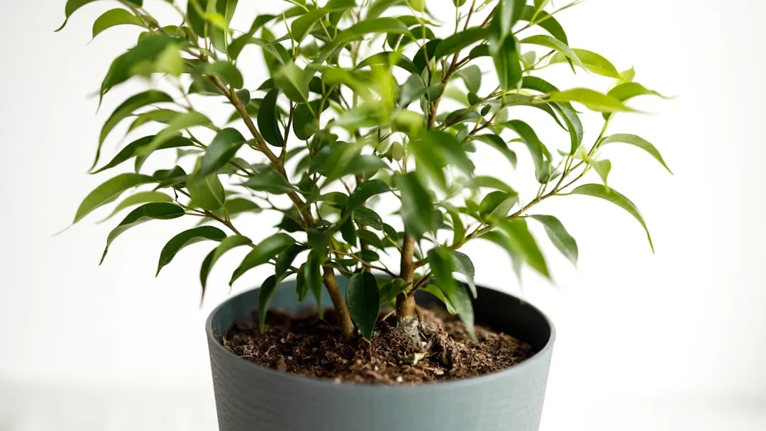 Why the Plant You Choose Reflects More Than Taste (Image Credits: Unsplash)