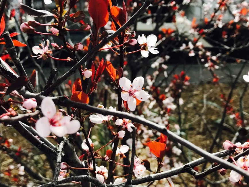 Vernalization: Why They Actually Need the Cold (Image Credits: Pexels)