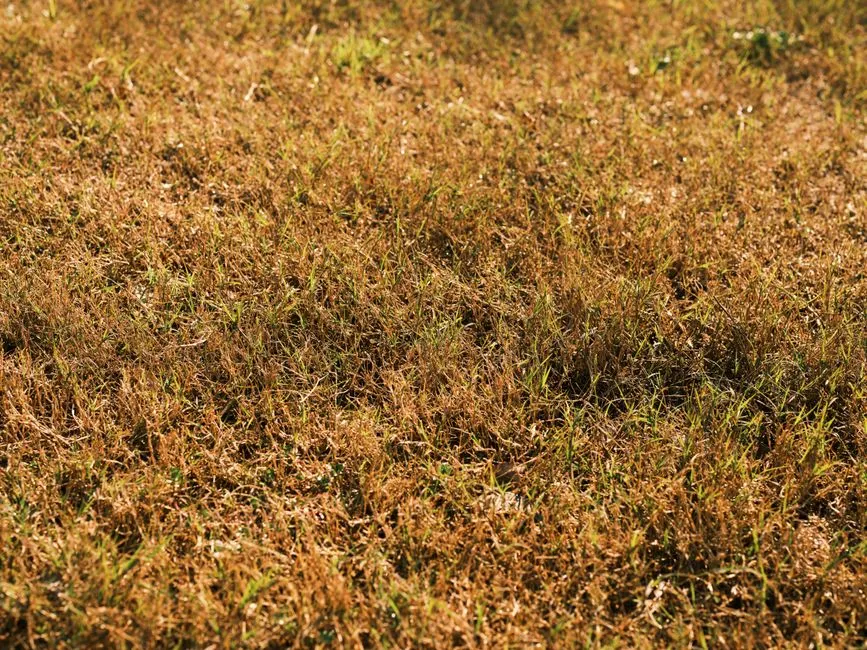 The Pattern of Browning Tells You the Story (Image Credits: Pexels)