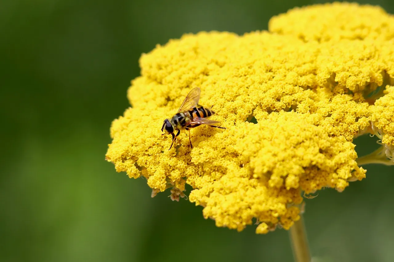 3. Yarrow (Achillea millefolium) - toughness in a flat-topped bloom (Image Credits: Pixabay)
