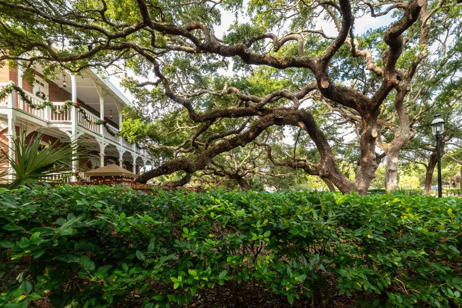 A Note on Planting Timing and Coastal Soil (Image Credits: Pexels)