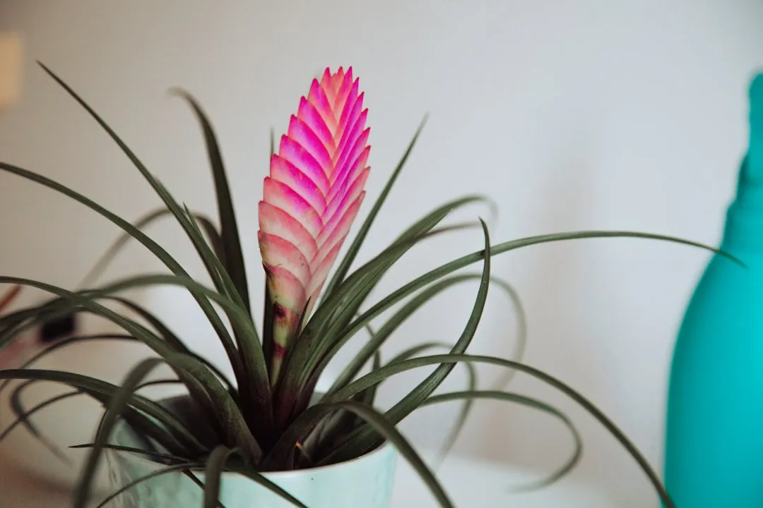 Tillandsia Cyanea (Pink Quill): The Romantic Traveler (Image Credits: Unsplash)