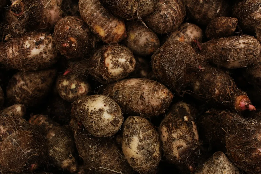 The Nitrogen Story: Free Fertilizer from Legumes (Image Credits: Unsplash)