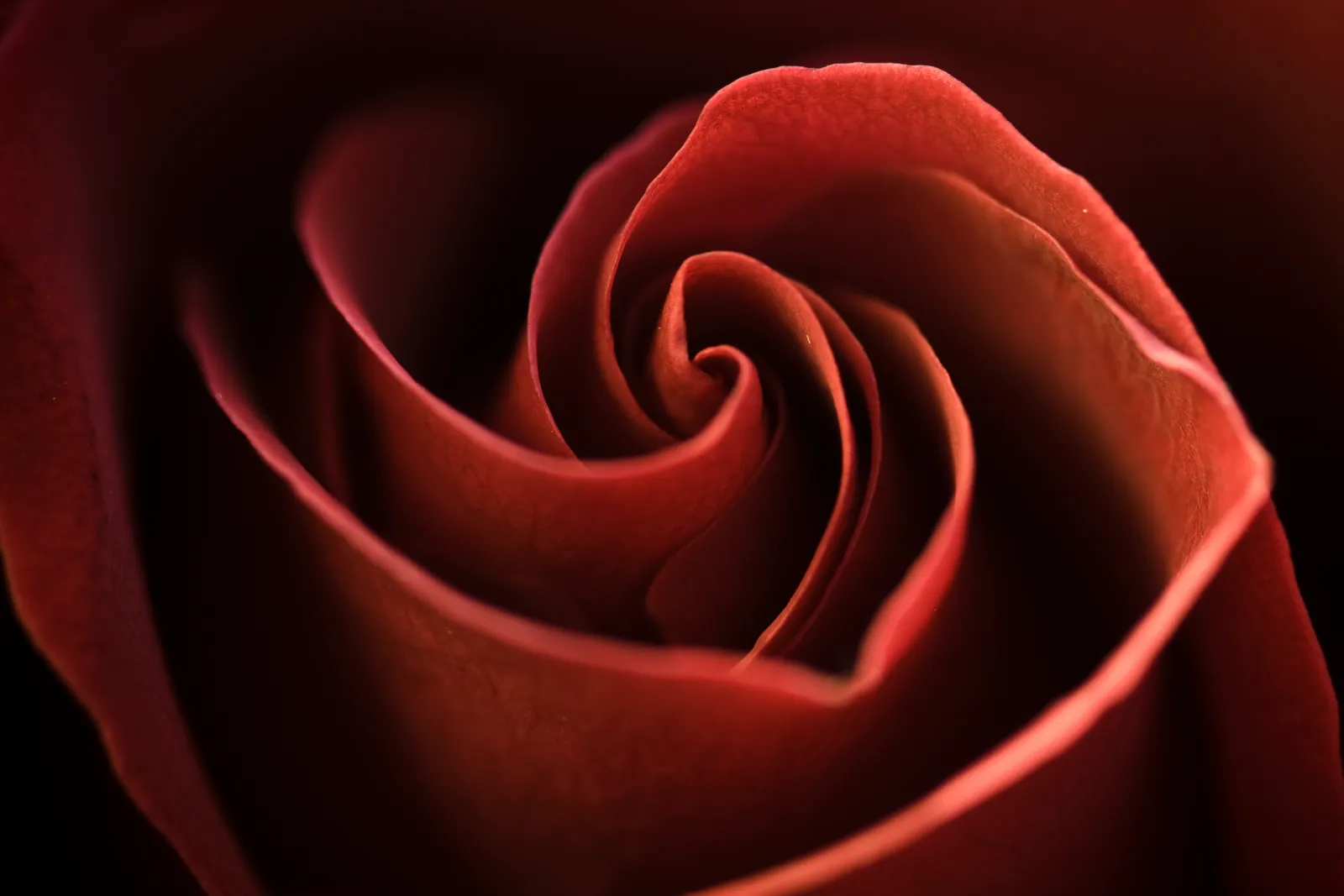 Roses and the Spiral That Keeps Folding Inward (Red Whorls 2

Uploaded by tm, CC BY-SA 2.0)