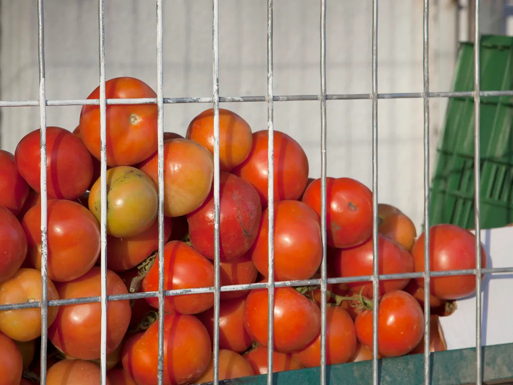 Overcrowding Plants Into a Single Cage (zeevveez, Flickr, CC BY 2.0)