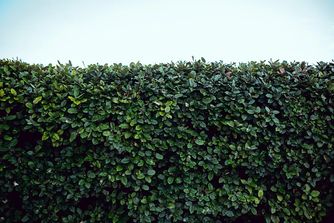 Multi-Row Systems and Shrub Layering (Image Credits: Unsplash)