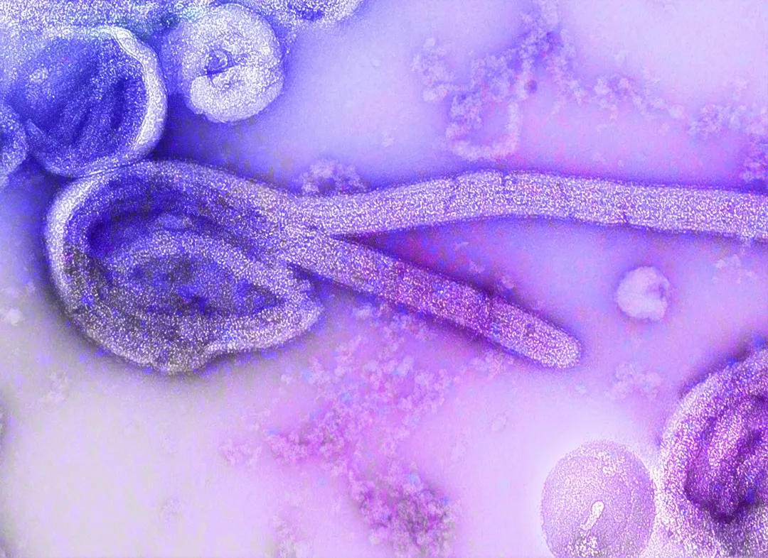 Entomopathogenic Nematodes: Nature's Pest Control (Image Credits: Unsplash)