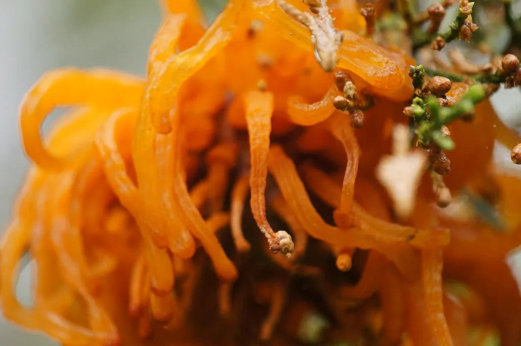 What Exactly Are Those Orange Blobs? (ikewinski, Flickr, CC BY 2.0)
