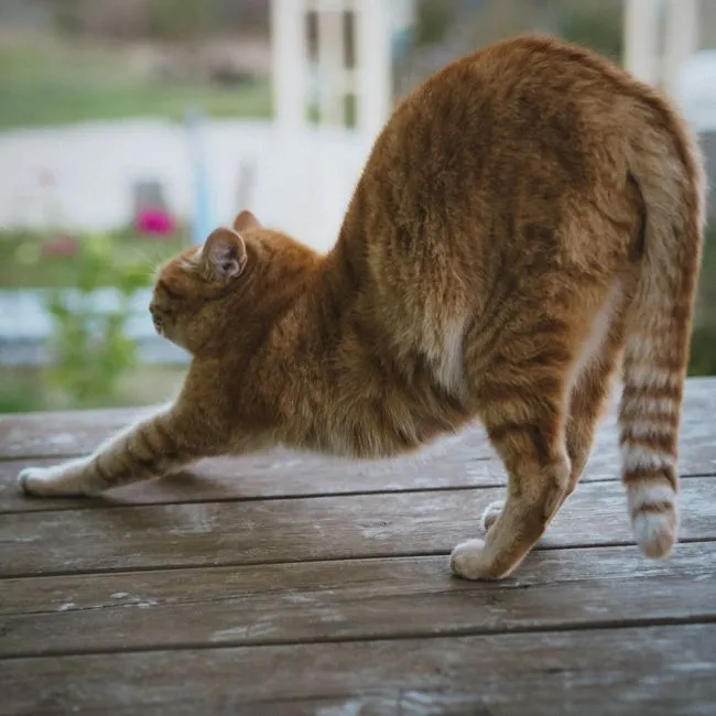 The Anatomy Behind Every Signal (Image Credits: Pexels)