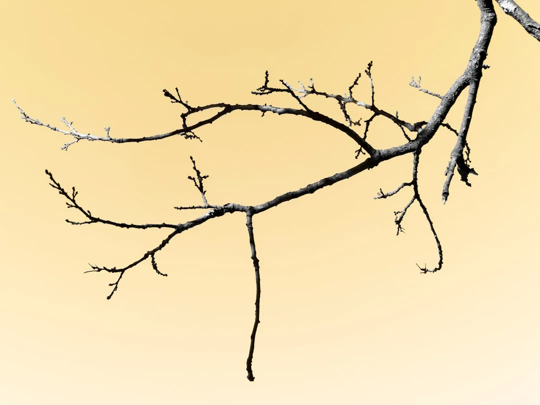 Encroaching Roots and Overhanging Branches: A Different Set of Rules (Image Credits: Unsplash)