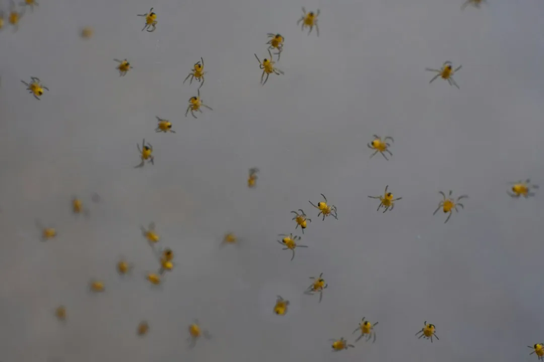 Pest Watch: What Winter Brings Indoors (Image Credits: Unsplash)