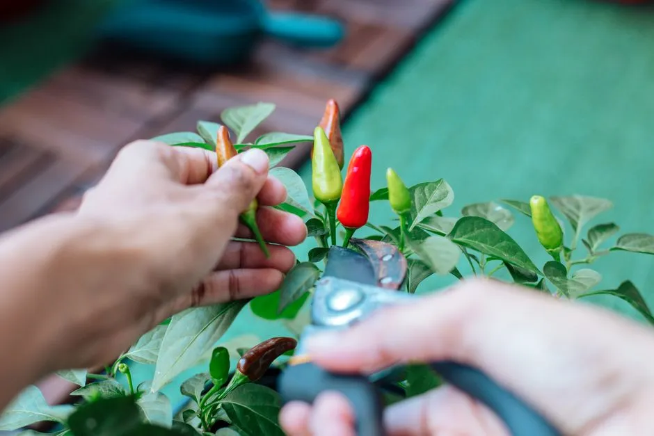 How to Store Them Through Winter (Image Credits: Pexels)