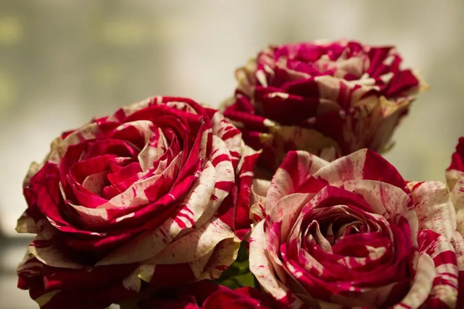The Quiet Stakes Behind Every Rare Rose (Image Credits: Pexels)