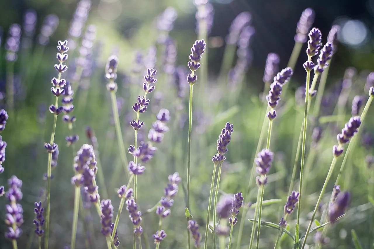 The Biology Behind Woody Stems (Image Credits: Pixabay)