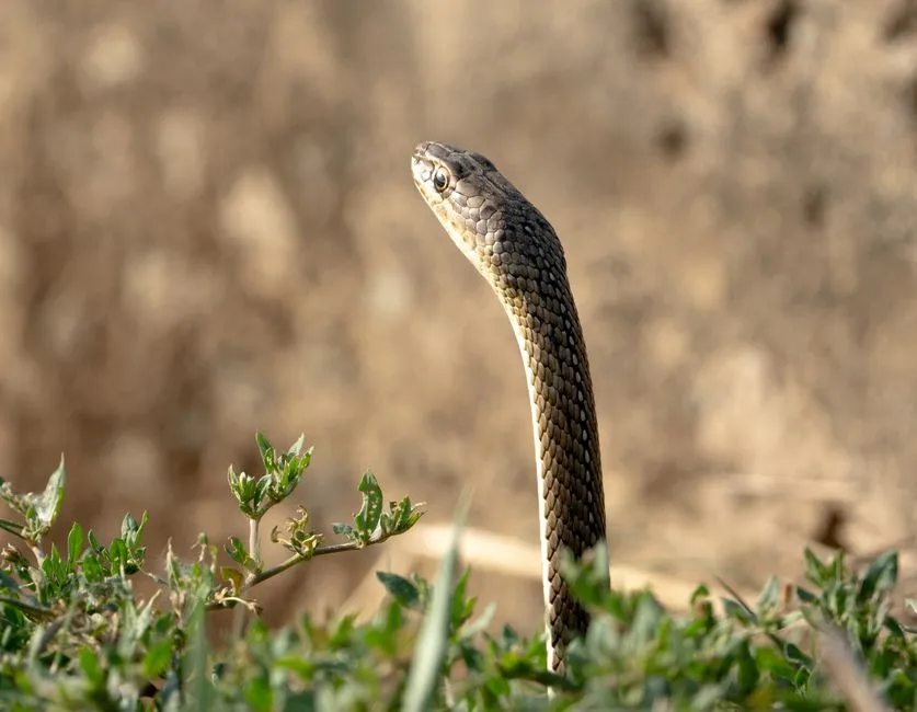 The Role of Brumation: Not Quite Hibernation (Image Credits: Pexels)