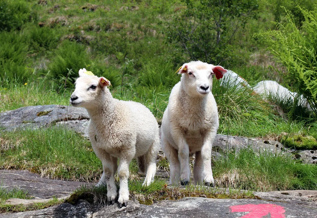10. States Step Up on Endangered Species and Wildlife Corridors (Image Credits: Pixabay)