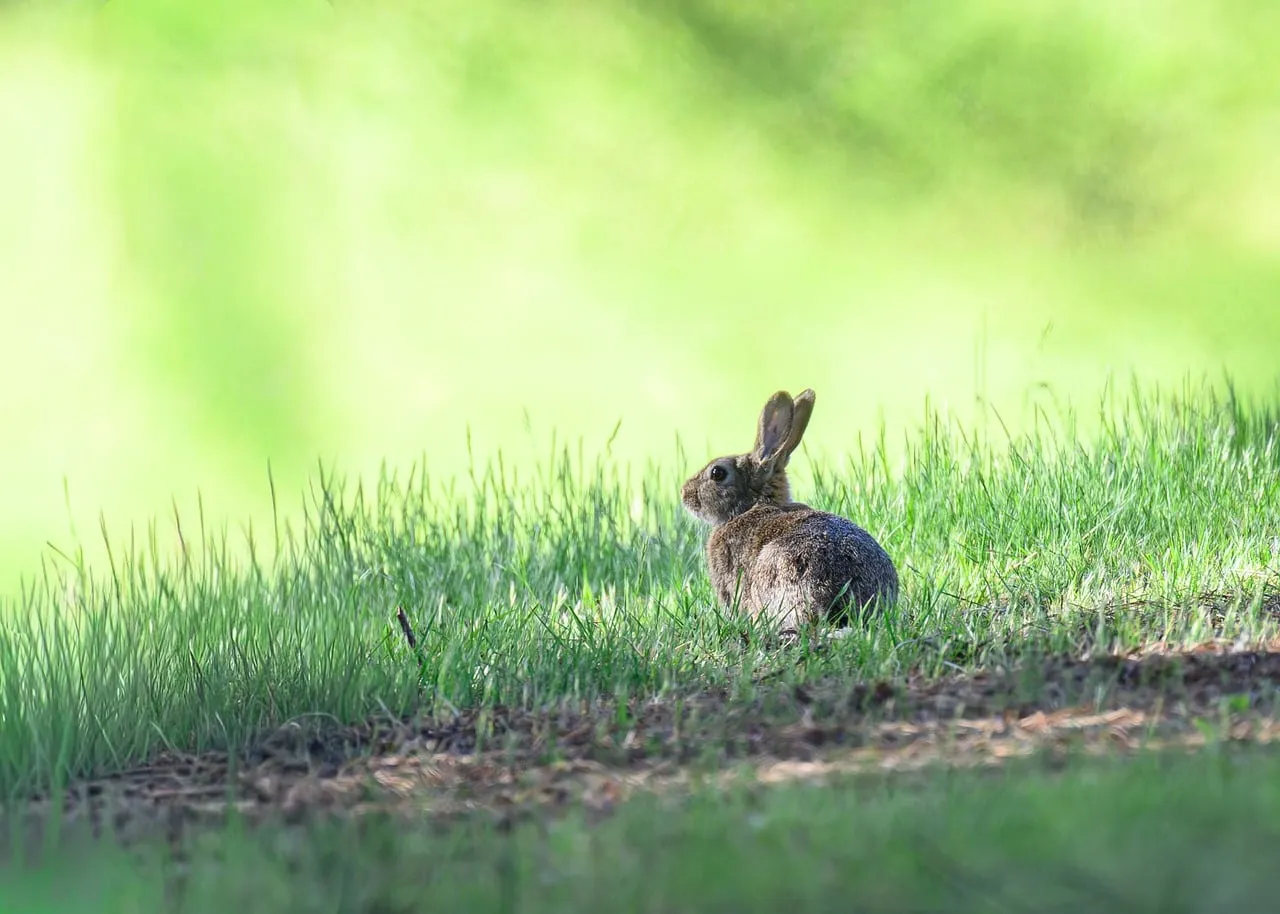 They Can Hear and Smell Things You Cannot (Image Credits: Pixabay)