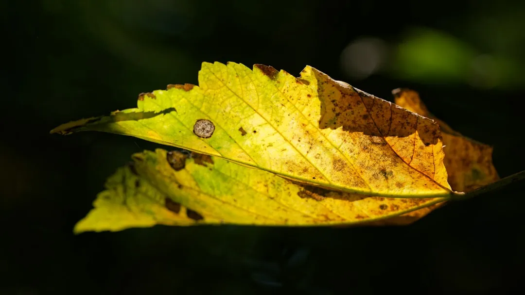 How to Tell It Apart from Other Common Diseases (Image Credits: Unsplash)