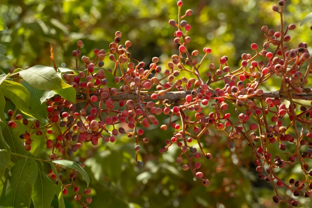 Tree 4: Chinese Pistache (Pistacia chinensis) - The Reliable All-Rounder (Image Credits: Unsplash)