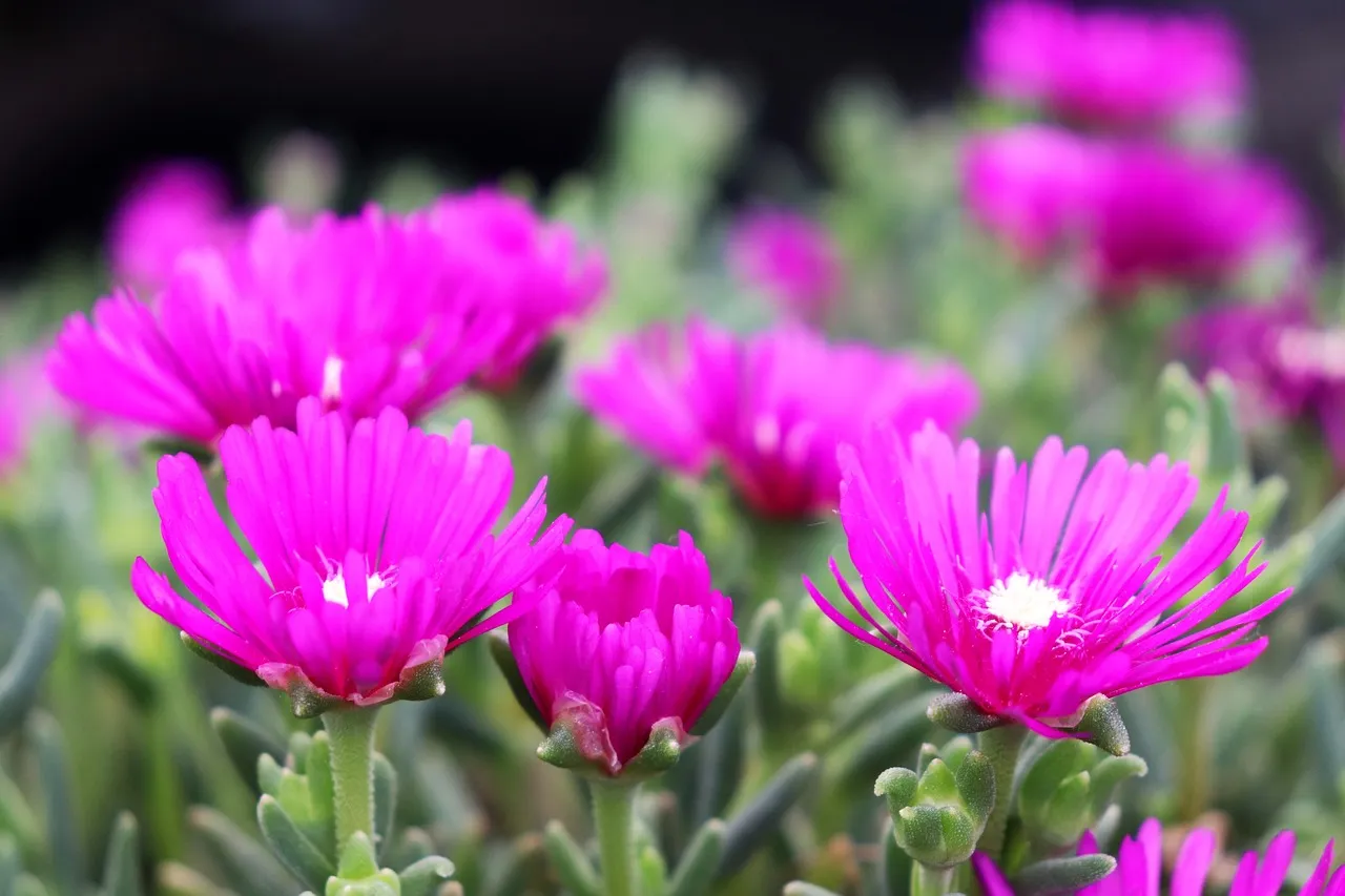The Real Payoff: Beauty, Savings, and Long-Term Value (Image Credits: Pixabay)