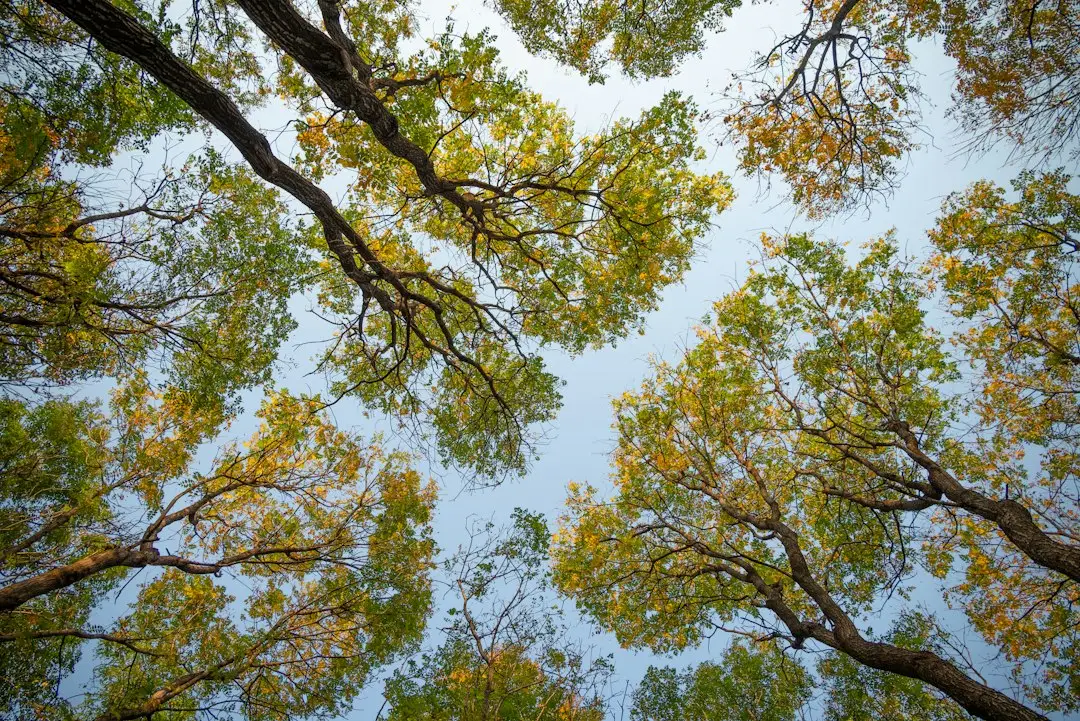 Reading the Warning Signs in the Canopy (Image Credits: Unsplash)