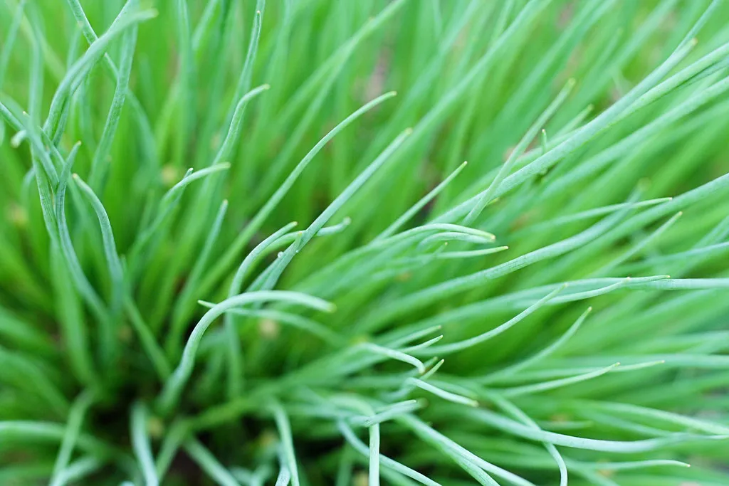 Chives, Parsley, and Thyme: The Reliable Supporting Cast (katerha, Flickr, CC BY 2.0)