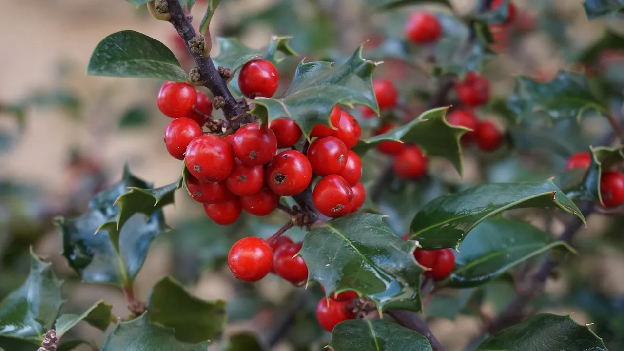8. Holly - Slow to Start, Built to Last (Image Credits: Pixabay)