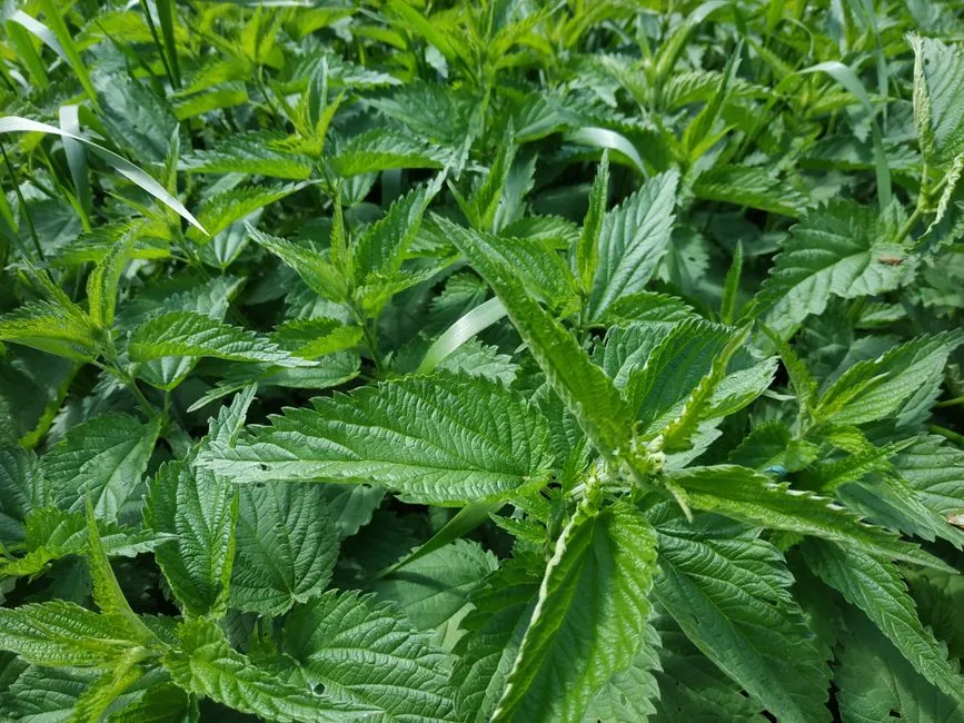 Choosing and Harvesting Weeds Safely (Image Credits: Pexels)