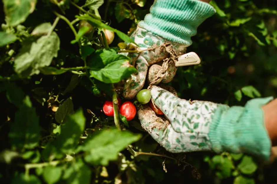Harvest Early When Rain Is Coming (Image Credits: Pexels)