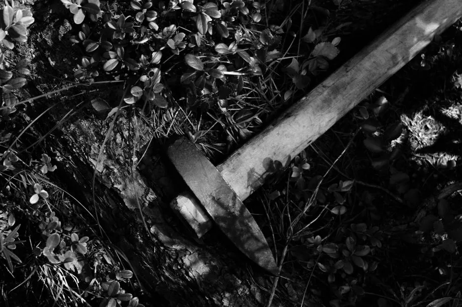 What Happens When You Dig Them Up (Image Credits: Pexels)