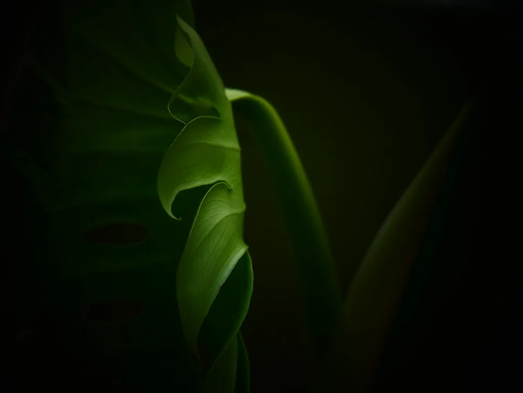 Leo (July 23 – August 22): Monstera Deliciosa (Image Credits: Flickr)