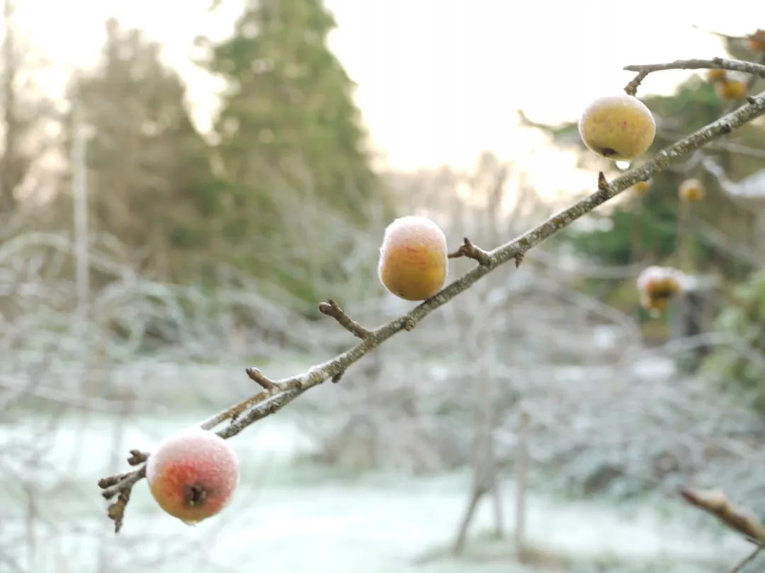Perennial Crops and Orchards Face a Particular Vulnerability (Image Credits: Unsplash)
