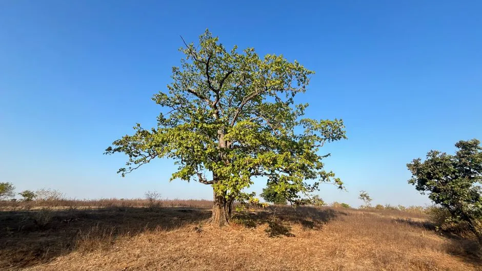 7. Ironwood (Olneya tesota) (Image Credits: Pexels)