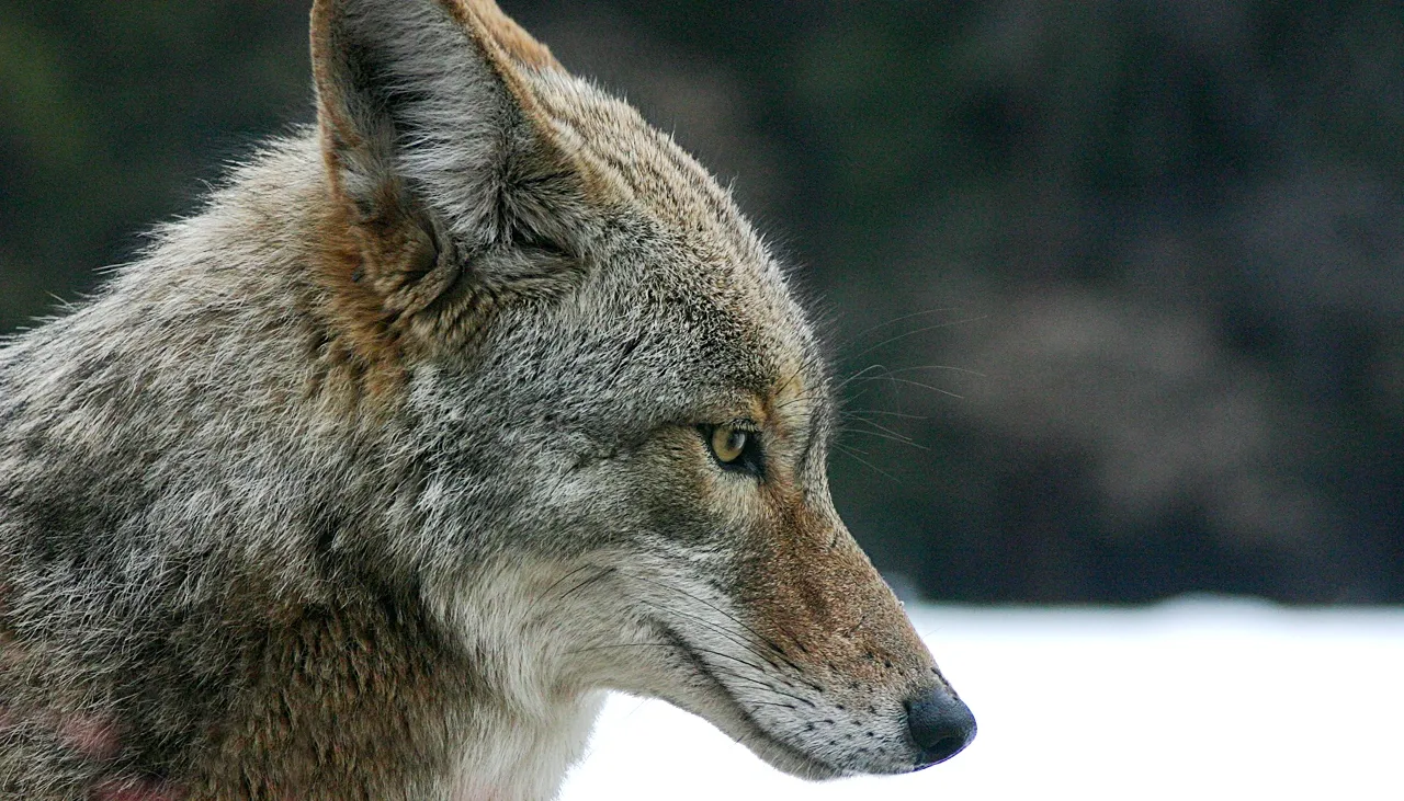 Habituation Passed Down Through Generations (By Christopher Bruno, CC BY-SA 3.0)